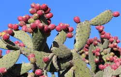 Kaktus, Nopal
