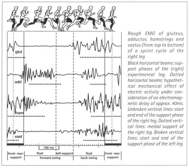 EMG Analyse und Phasen des Sprints. Adaptiert von Weimann und Tidow (1995)